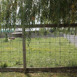 red kangaroo exhibit