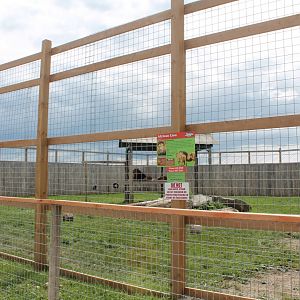 African Lion exhibit