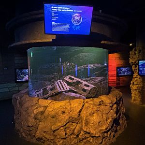 Ornate Spiny Lobster Exhibit