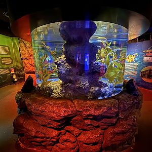 Weedy Seadragon Exhibit