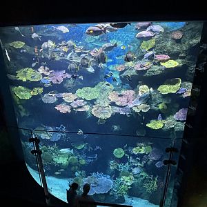 Coral Reef Tank (2 levels)