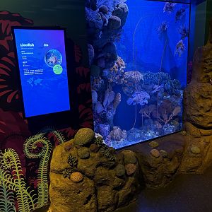 Lionfish Exhibit