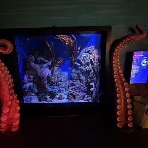 Pinecone Fish Exhibit