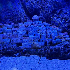 Spotted Garden Eel Exhibit