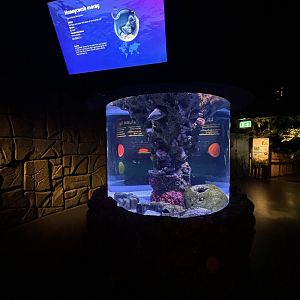 Honeycomb Moray Eel Exhibit