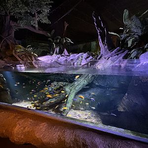 Electric Blue & Yellow Cichlid Exhibit
