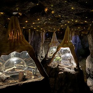 Cave Terrariums