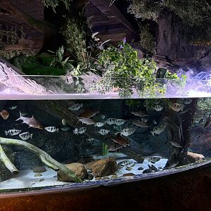 Archerfish Exhibit
