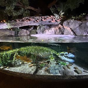 “Skeleton” Exhibit