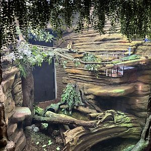 Sailfin Dragon Exhibit
