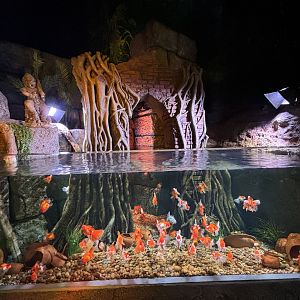 Oranda Goldfish Exhibit