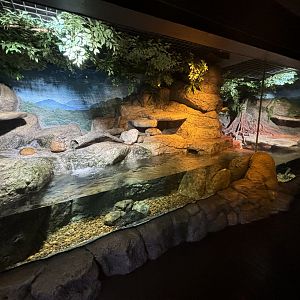 Small-clawed Otter Exhibit