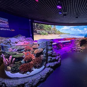 Rock Pool Explorer Touch Tank