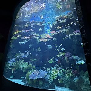 Coral Reef Tank (2 levels)