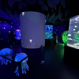 Jellyfish Zone