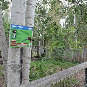 Sarus crane exhibit