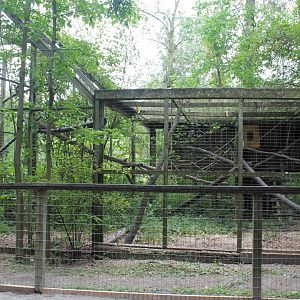 Guiana brown capuchin exhibit