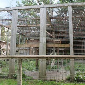 cougar exhibit