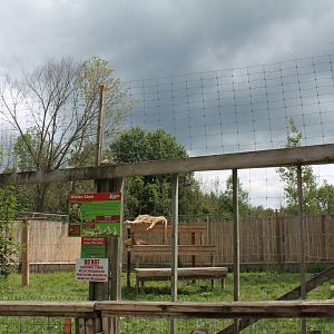 White lion exhibit