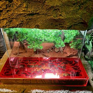 Harpegnathos Venator Exhibit