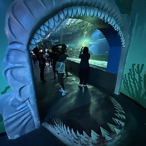 Shark Tunnel