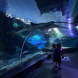 Shark Tunnel