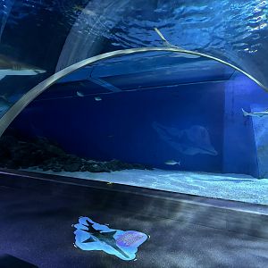 Shark Tunnel