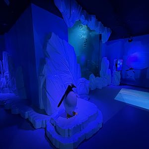 Gentoo Penguin Exhibit