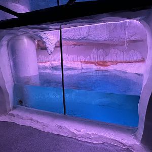 Gentoo Penguin Exhibit