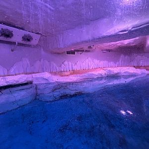 Gentoo Penguin Exhibit