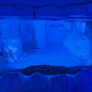 Gentoo Penguin Exhibit