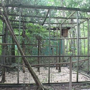 african spotted eagle owl exhibit
