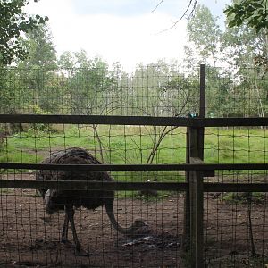 ostrich exhibit