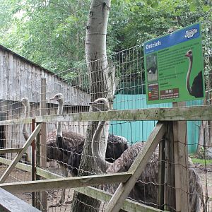 ostrich exhibit