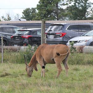 eland
