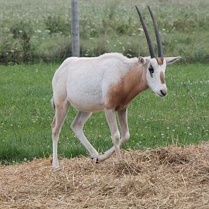young scimitar oryx