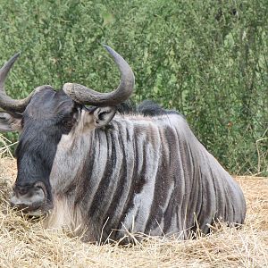 wildebeest
