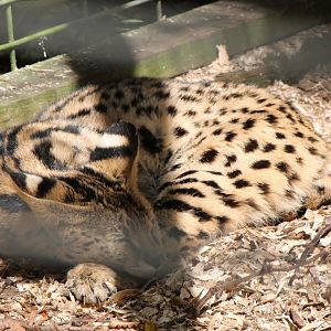 serval