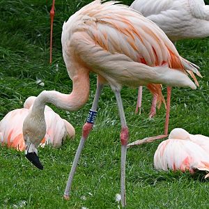 CHILEAN FLAMINGO
