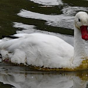 COSCOROBA SWAN