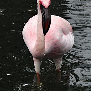 LESSER FLAMINGO
