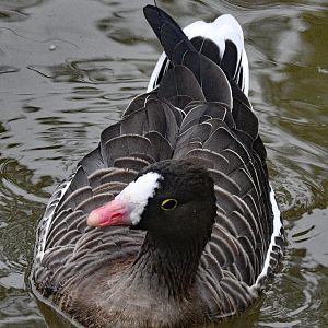 LESSER WHITE FRONTED GOOSE