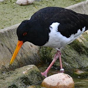 OYSTERCATCHER
