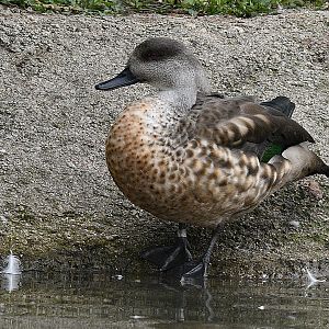 PATAGONIAN CRESTED DUCK