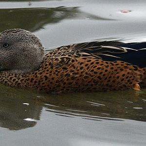 RED SHOVELER