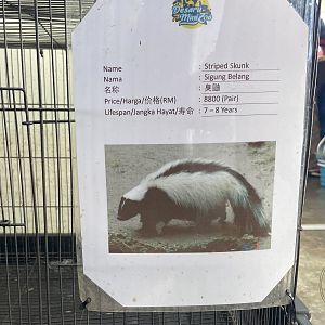 Striped Skunk Sign with price