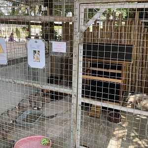 Racoon Dog Enclosure