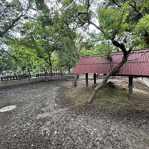 Javan Rusa Deer Exhibit - Lopburi Zoo