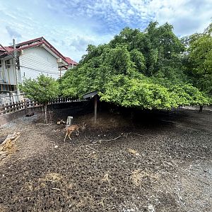 Axis Deer Exhibit - Lopburi Zoo