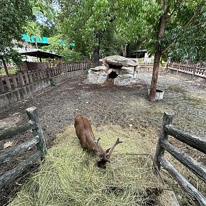 Brow-Antlered Deer Exhibit - Lopburi Zoo